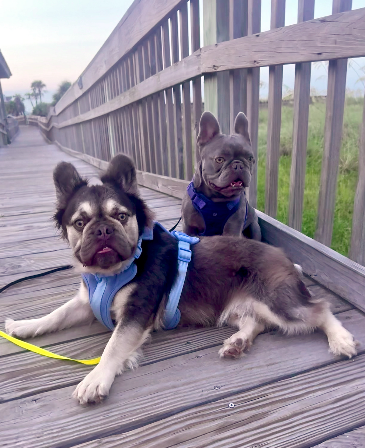Monty, a fluffy brown-and-white French bulldog lying beside Lincoln, a lilac-gray Frenchie. Both are on a beach boardwalk.